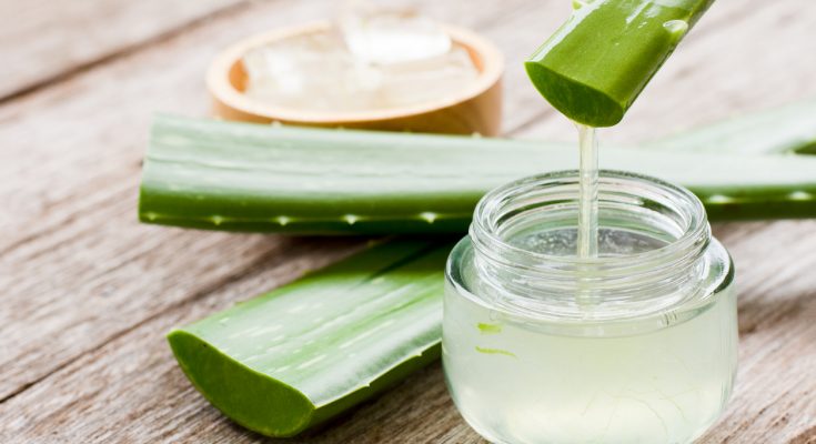 Aus einem Aloe-Vera-Blatt tropft Gel in ein kleines Glas.