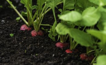 Reihen roter Radieschen wachsen mit grünen Blättern im dunklen Gartenboden.