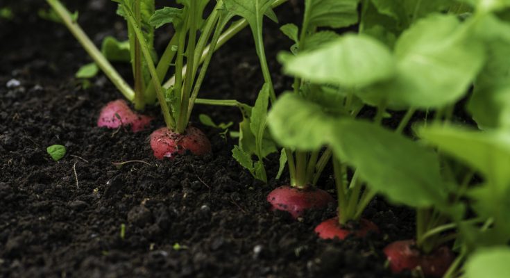 Reihen roter Radieschen wachsen mit grünen Blättern im dunklen Gartenboden.