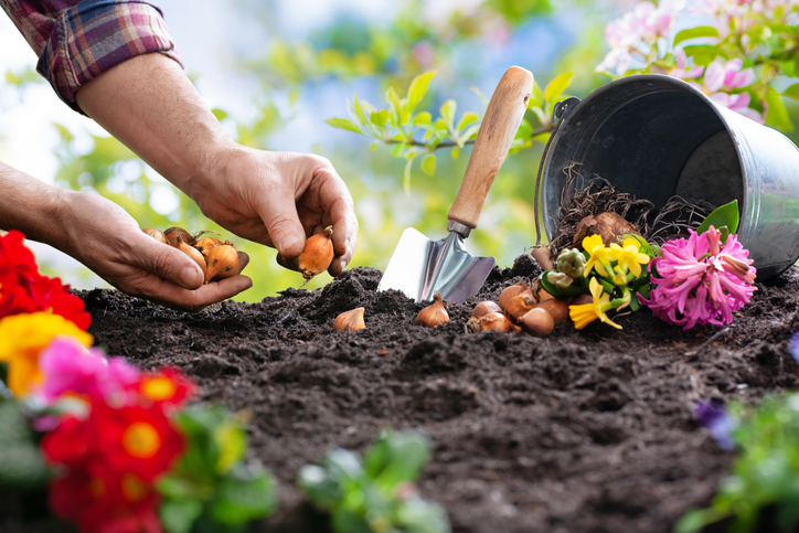 Hände setzen Blumenzwiebeln in lockere Gartenerde neben einer kleinen Pflanzschaufel und bereits blühenden Blumen.