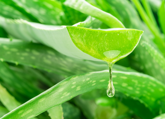 Aufgeschnittenes Aloe-Vera-Blatt mit sichtbarem transparentem Gel und einem herabtropfenden Gel-Tropfen vor grünen Aloe-Vera-Blättern.