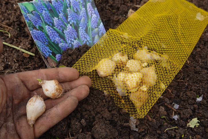 Kleine Blumenzwiebeln liegen neben einem gelben Netz und einem Pflanzenetikett mit blauen Traubenhyazinthen auf Gartenerde.
