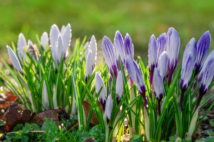 Weiße und violette Krokusse wachsen zwischen grünem Gras und zeigen das Ergebnis erfolgreich gepflanzter Blumenzwiebeln.