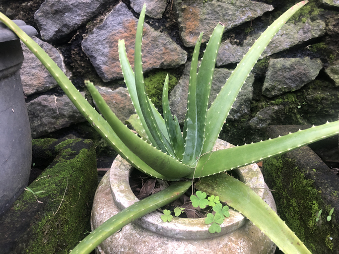 Große Aloe-Vera-Pflanze mit langen fleischigen grünen Blättern und gezackten Blatträndern in einem Pflanzgefäß vor einer Steinmauer.