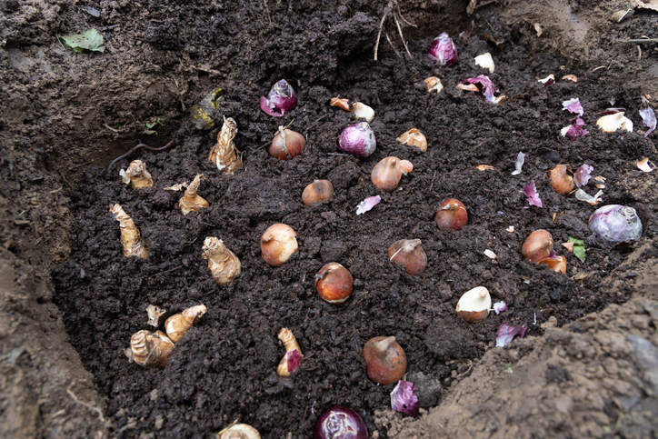 Verschiedene Blumenzwiebeln liegen verteilt in lockerer Erde und sind zum Einpflanzen in einem Gartenbeet vorbereitet.
