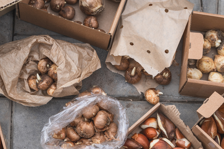 Große Auswahl verschiedener Blumenzwiebeln in Kartons, Papiertüten und Verpackungen vor dem Pflanzen im Garten.