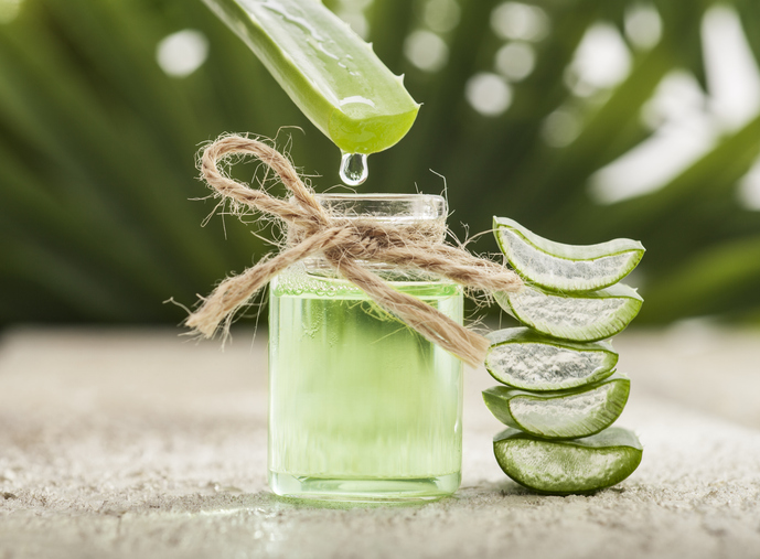 Frisches Aloe-Vera-Gel in einem kleinen Glas mit aufgeschnittenen Aloe-Vera-Blättern und einem Gel-Tropfen über dem Gefäß.